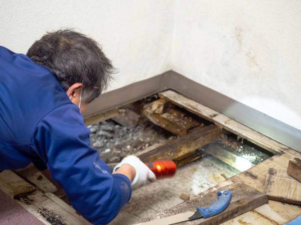 Best Black Mold Removal  in Pleasantdale, NJ