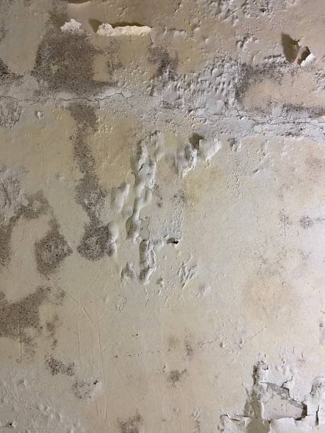 Best Attic Mold Removal  in Pleasantdale, NJ