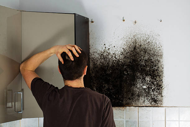 Mold Removal and Inspection in Pleasantdale, NJ