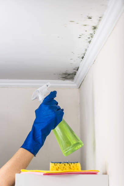 Best Commercial Mold Removal  in Pleasantdale, NJ