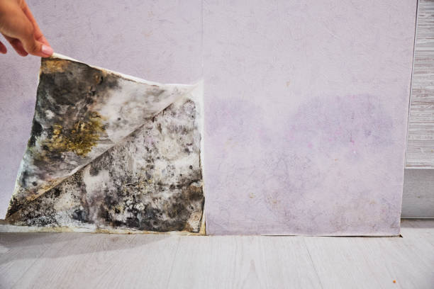 Best Certified Mold Removal  in Pleasantdale, NJ